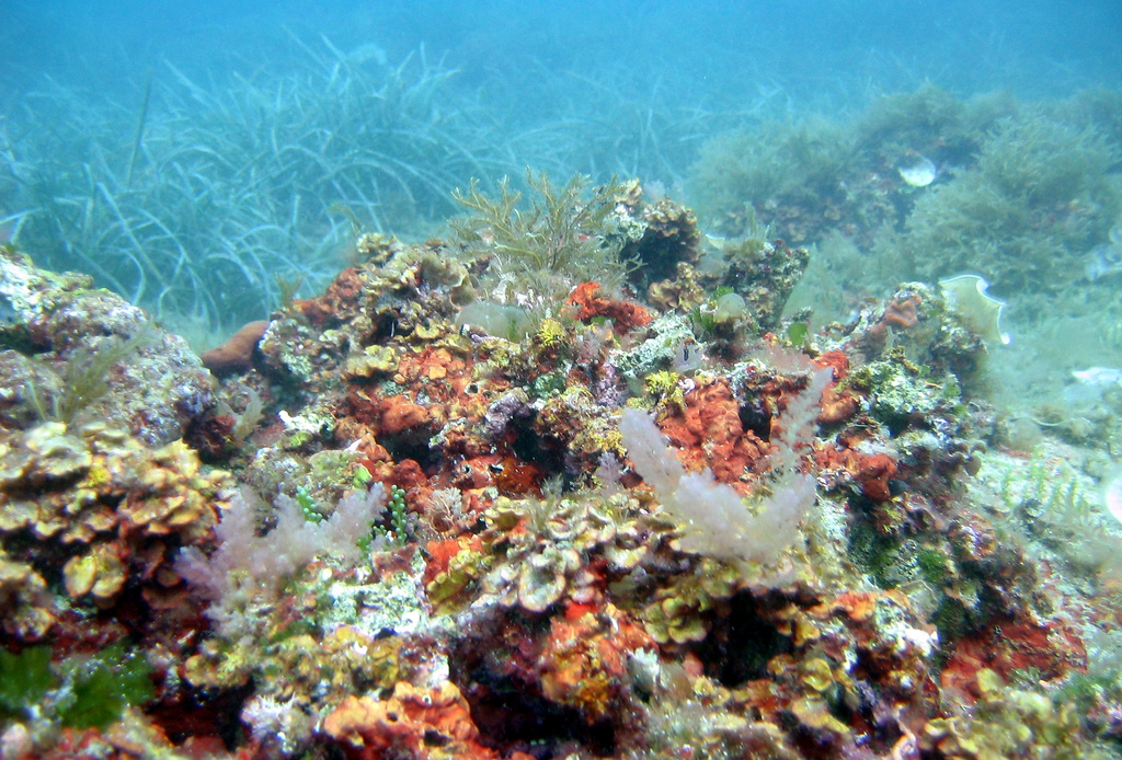 corals in the Mediterranean by utnapistim, on Flickr