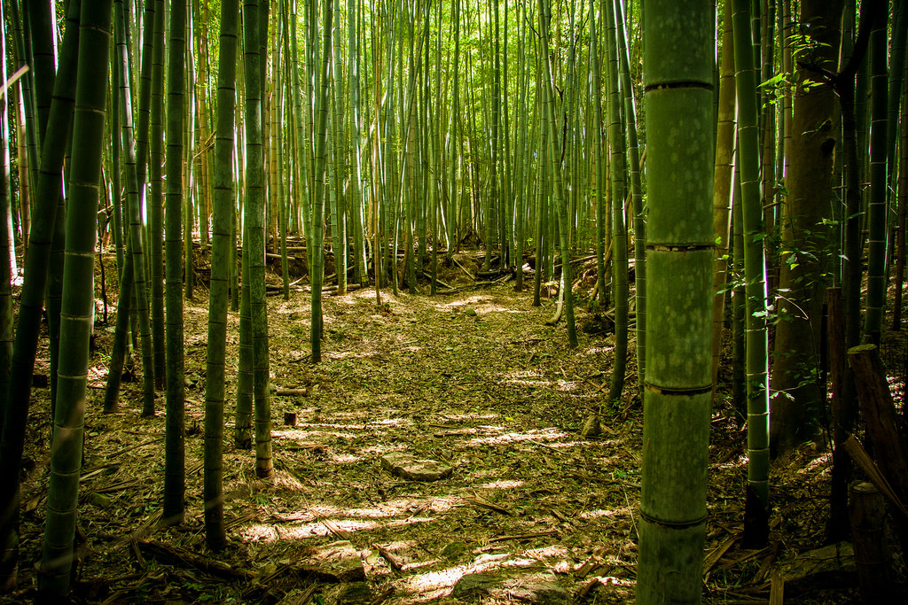 Bamboo forest @ Sagano, Kyoto by Iñaki Pérez de Albéniz, on Flickr