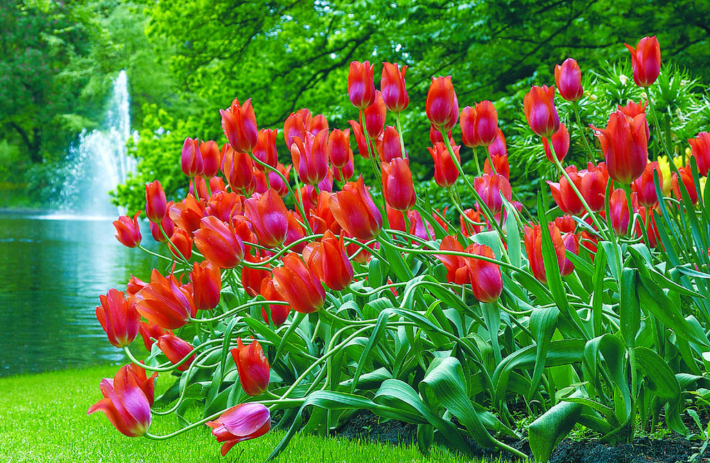 Keukenhof Tulip Gardens Tour, Amsterdam by Viator.com, on Flickr