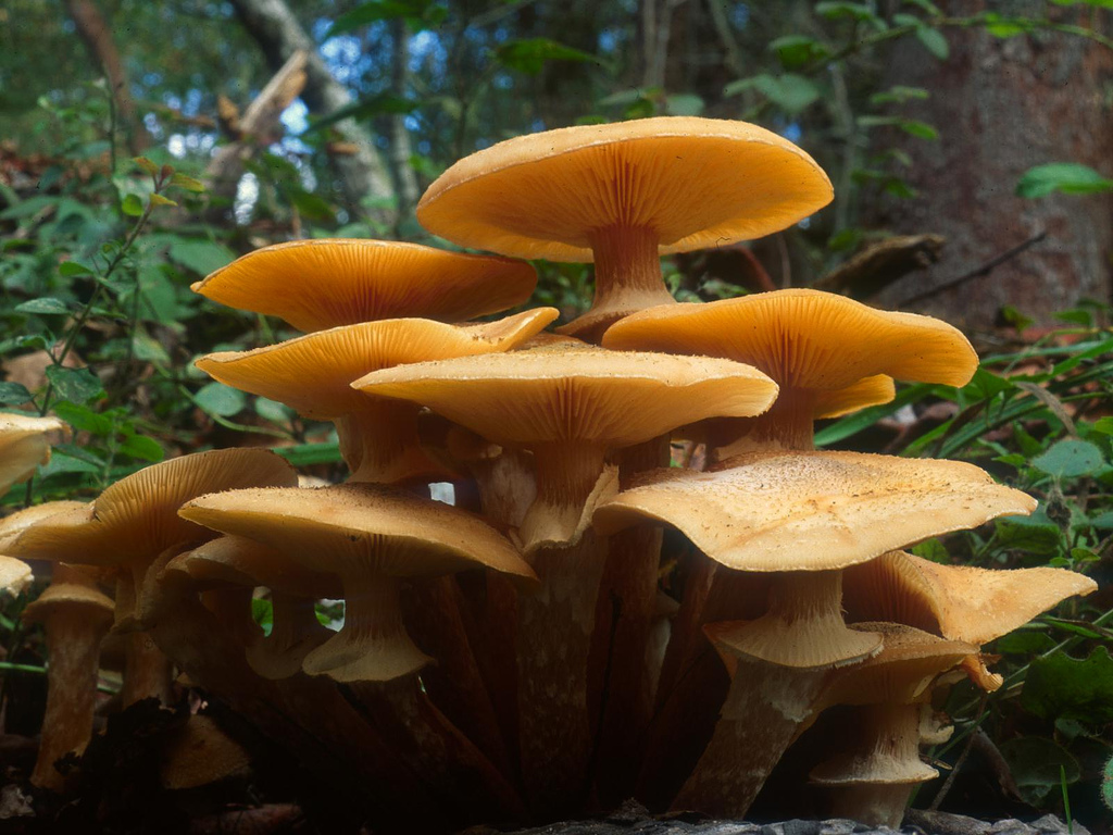 Honey Mushroom by Nathan (Mushroom Nathan), on Flickr