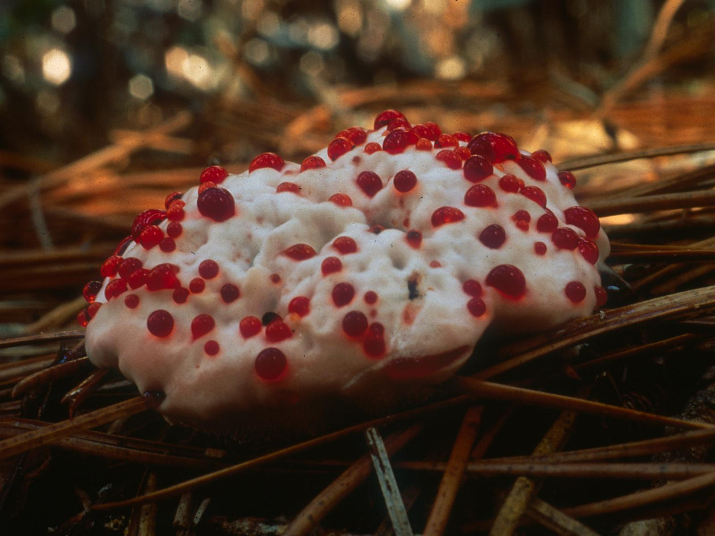 Strawberries and Cream (Hydnellum peckii by Nathan (Mushroom Nathan), on Flickr