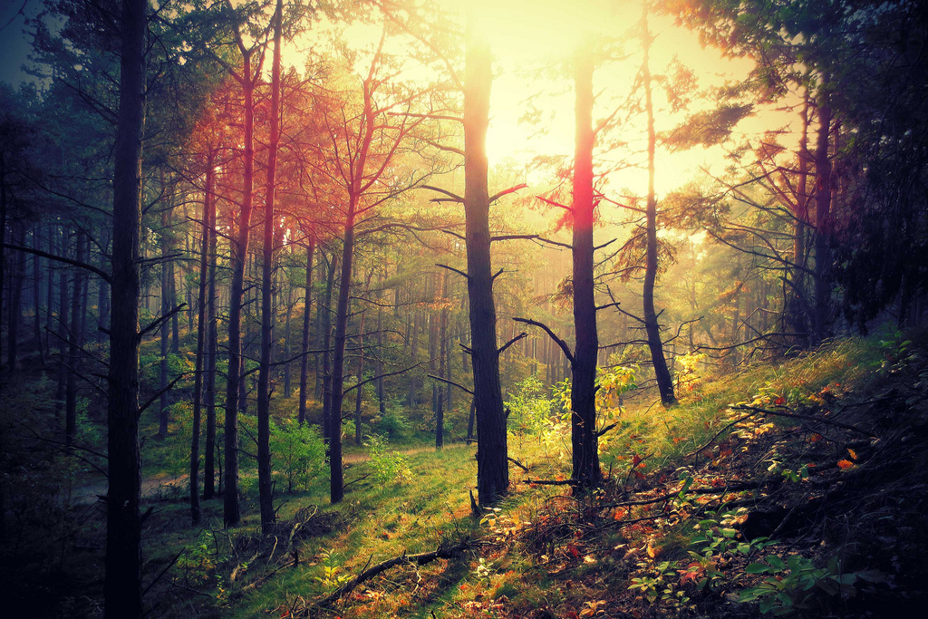 Sunny forest in fall by piropiro3, on Flickr