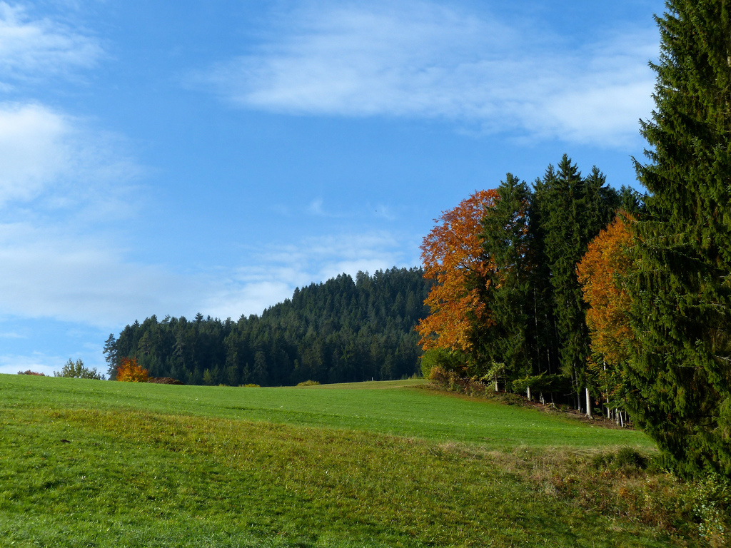 Black Forest: meadow by romanboed, on Flickr