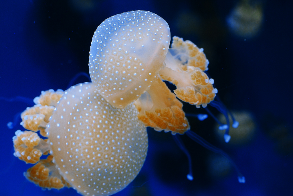 White Spotted Jellyfish by LisaW123, on Flickr