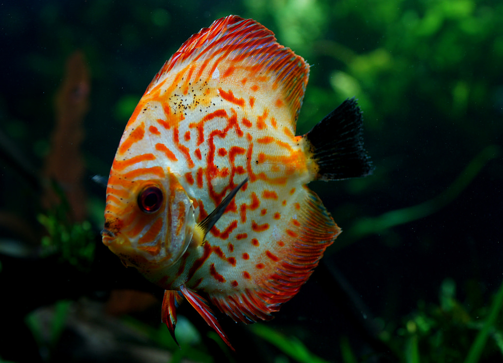 Discus fish. by Bernard Spragg, on Flickr