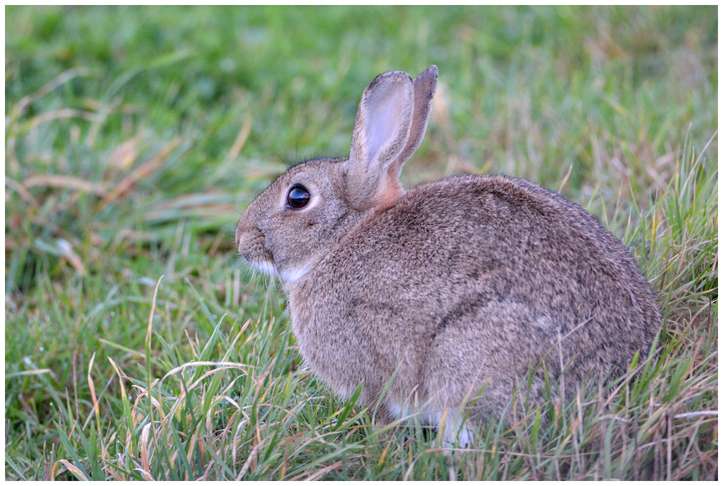 Lapin de garenne / European Rabbit by Jean-Jacques Boujot, on Flickr