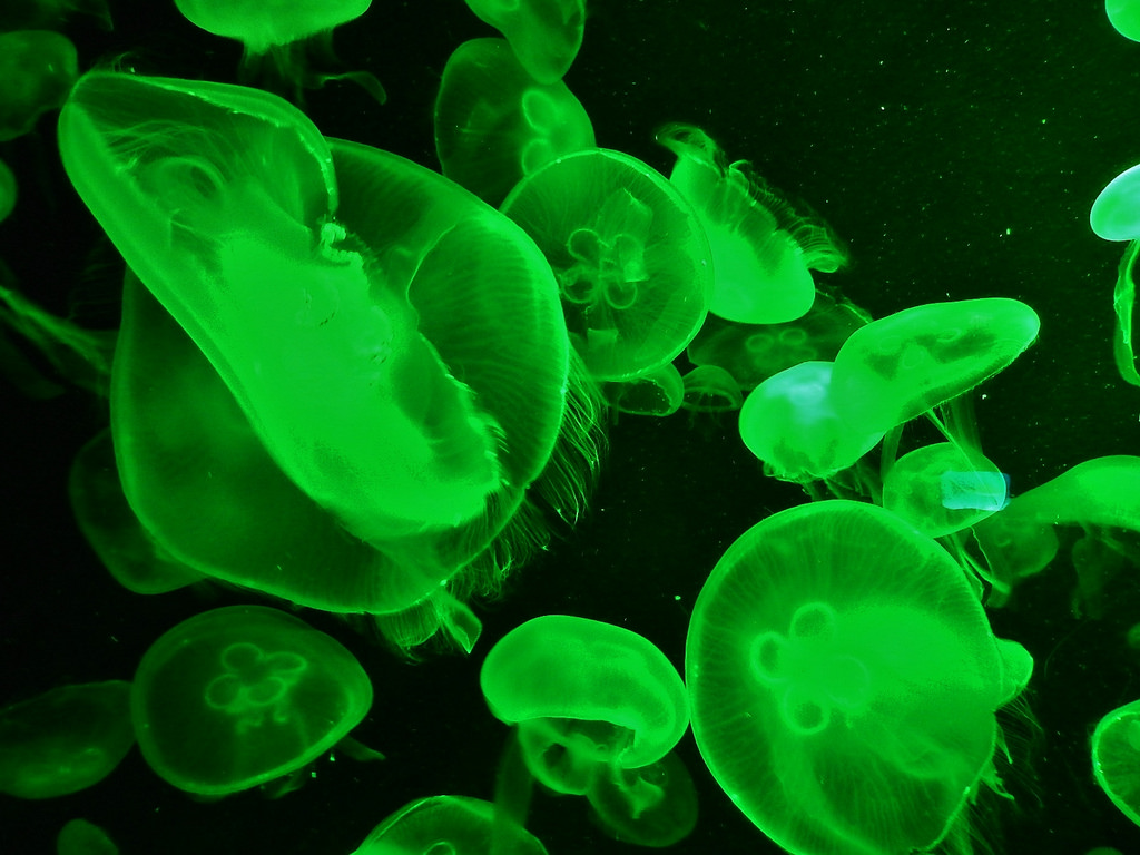 Green Jellyfish by mikecogh, on Flickr