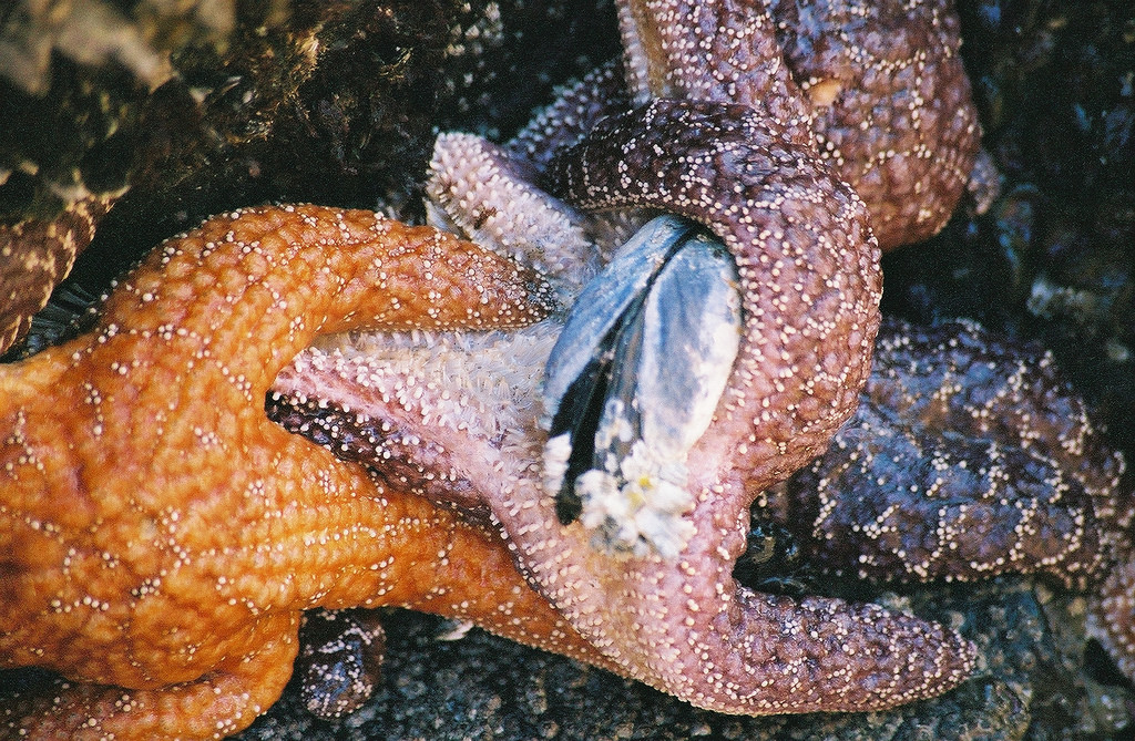 starfish with oyster by GButterfly, on Flickr