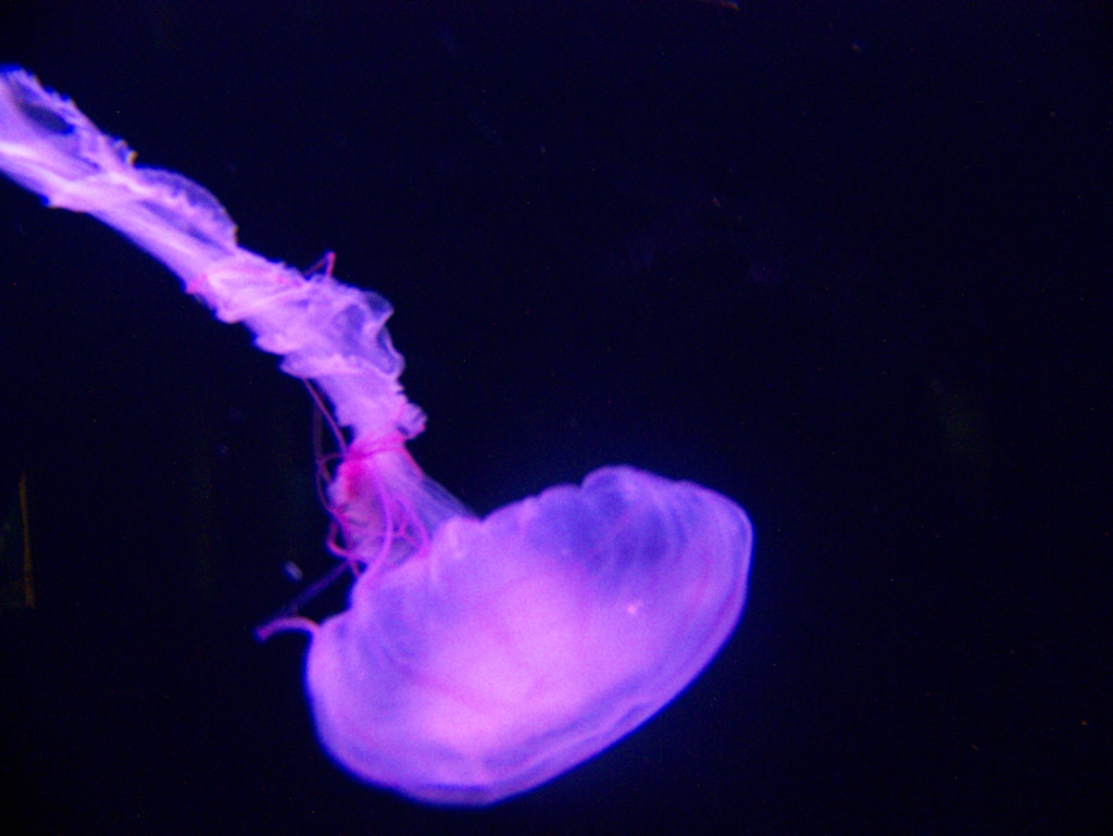 Jellyfish by wohnai, on Flickr