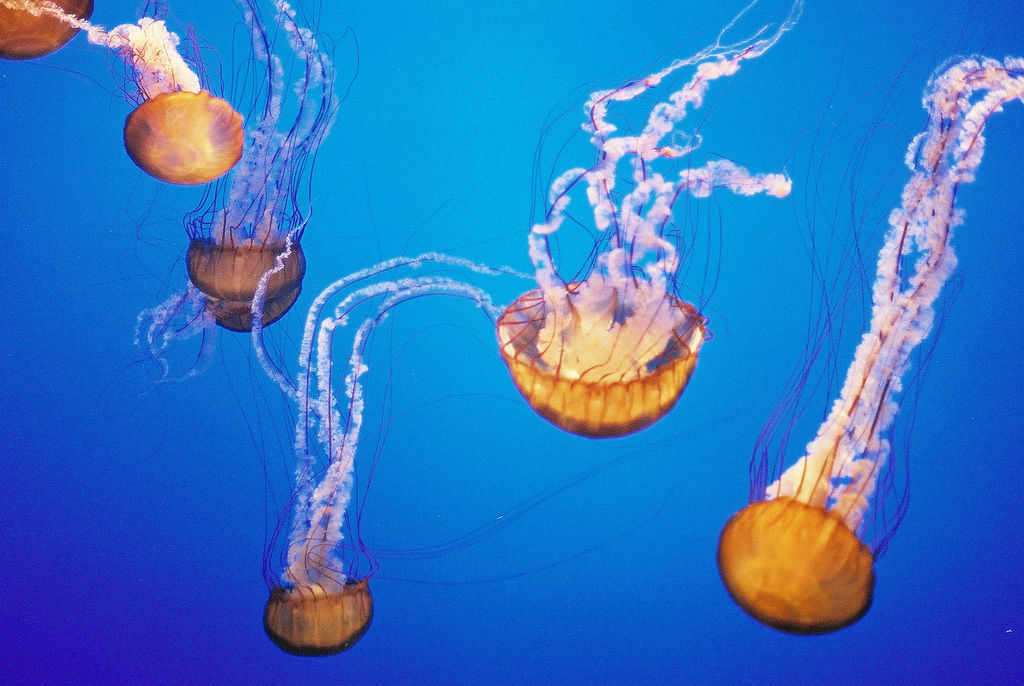 jellyfish by hodgers, on Flickr
