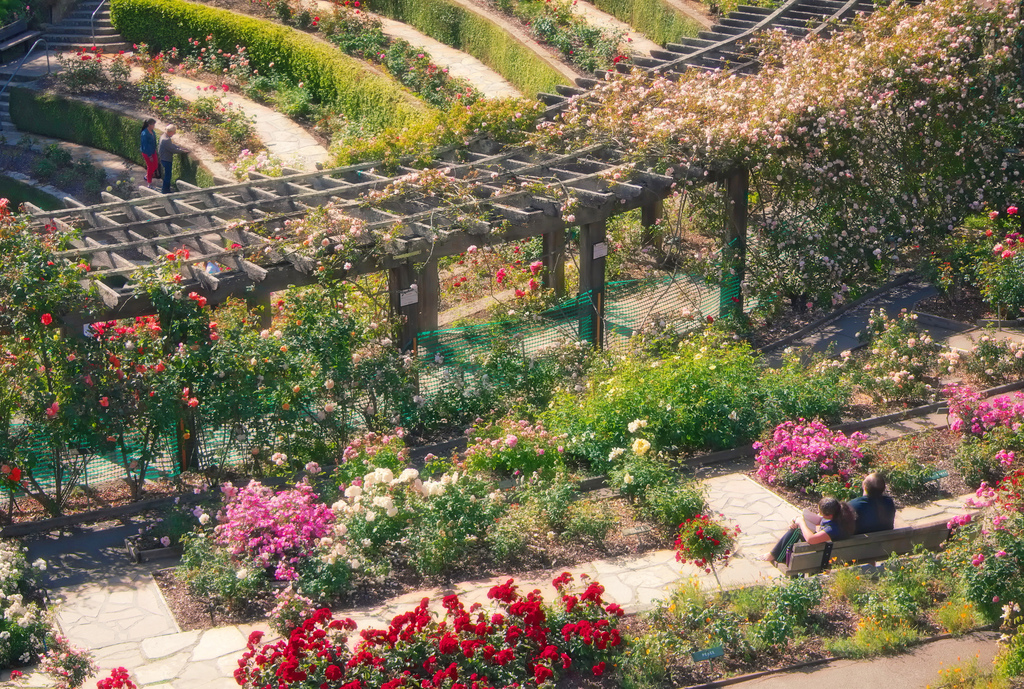 Berkeley Rose Garden by D.H. Parks, on Flickr