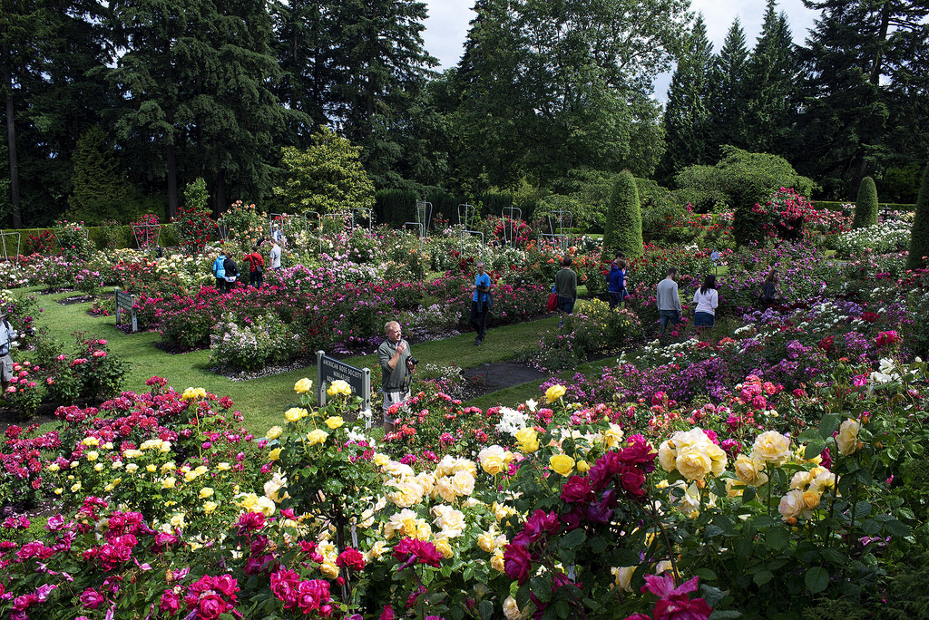 The Rose Garden Portland Oregon by Kayaker Bill, on Flickr