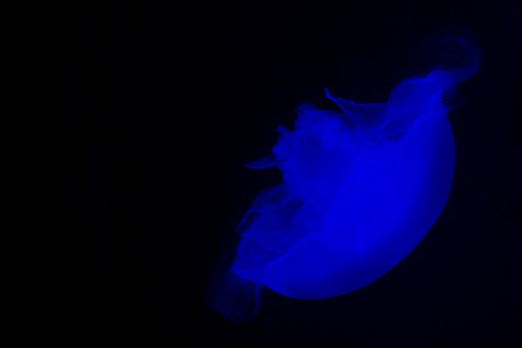 Jellyfish by Kinchan1, on Flickr