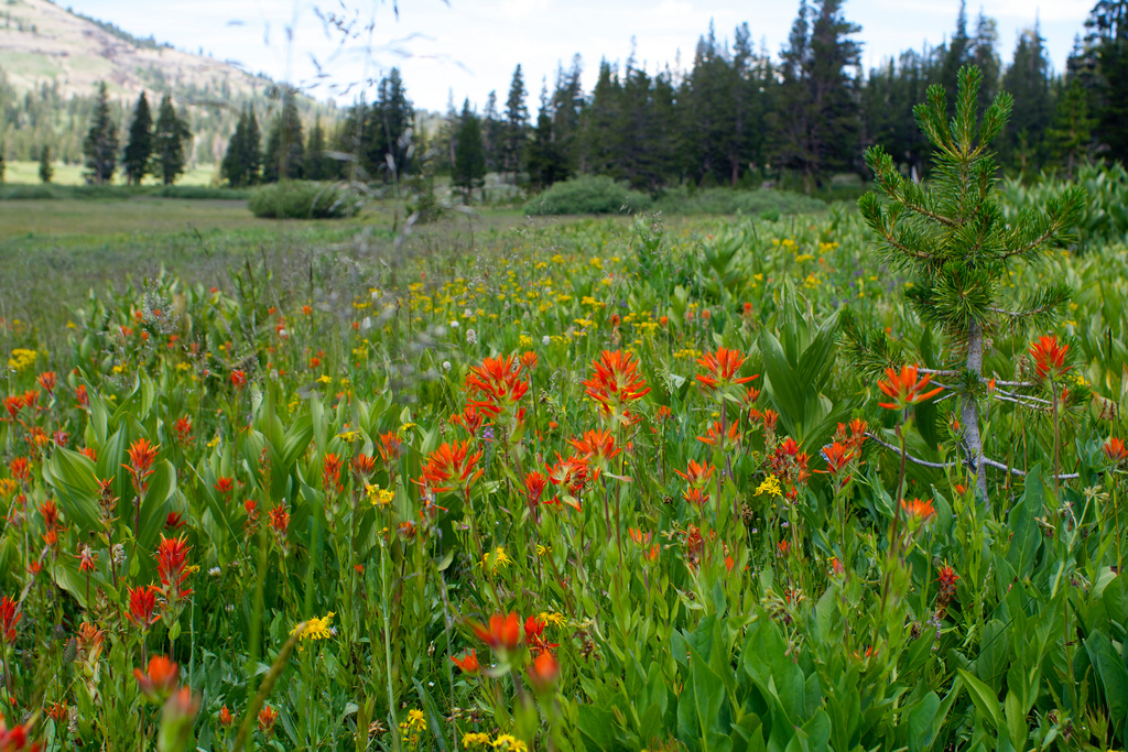 Meiss Meadow by jcookfisher, on Flickr
