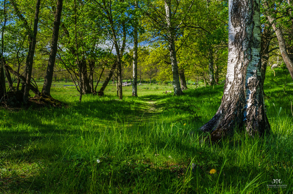 Birch and forest at Isblandskärret, Dju by Tommie Hansen, on Flickr