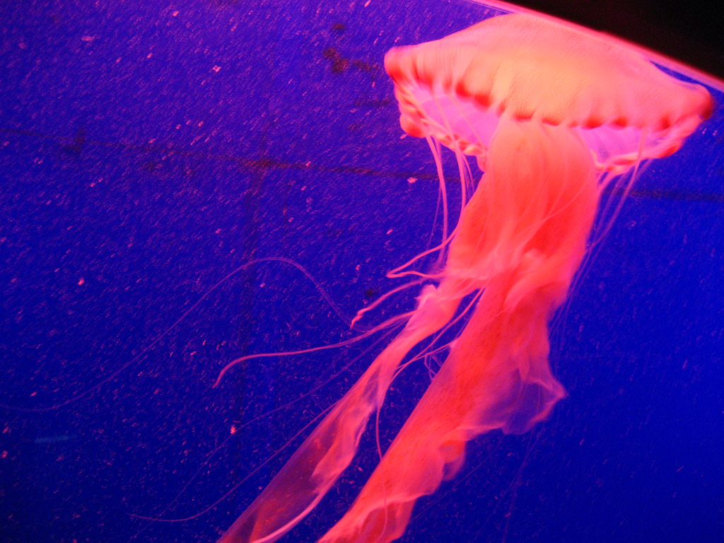 Jellyfish by Carrie Kellenberger I globetrotterI, on Flickr