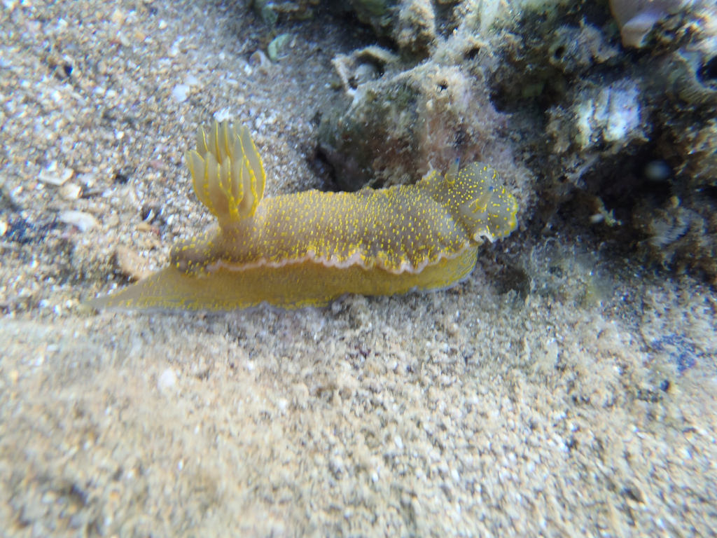 Sea Slug, Felimare picta, γυμνοσά by dimsis, on Flickr
