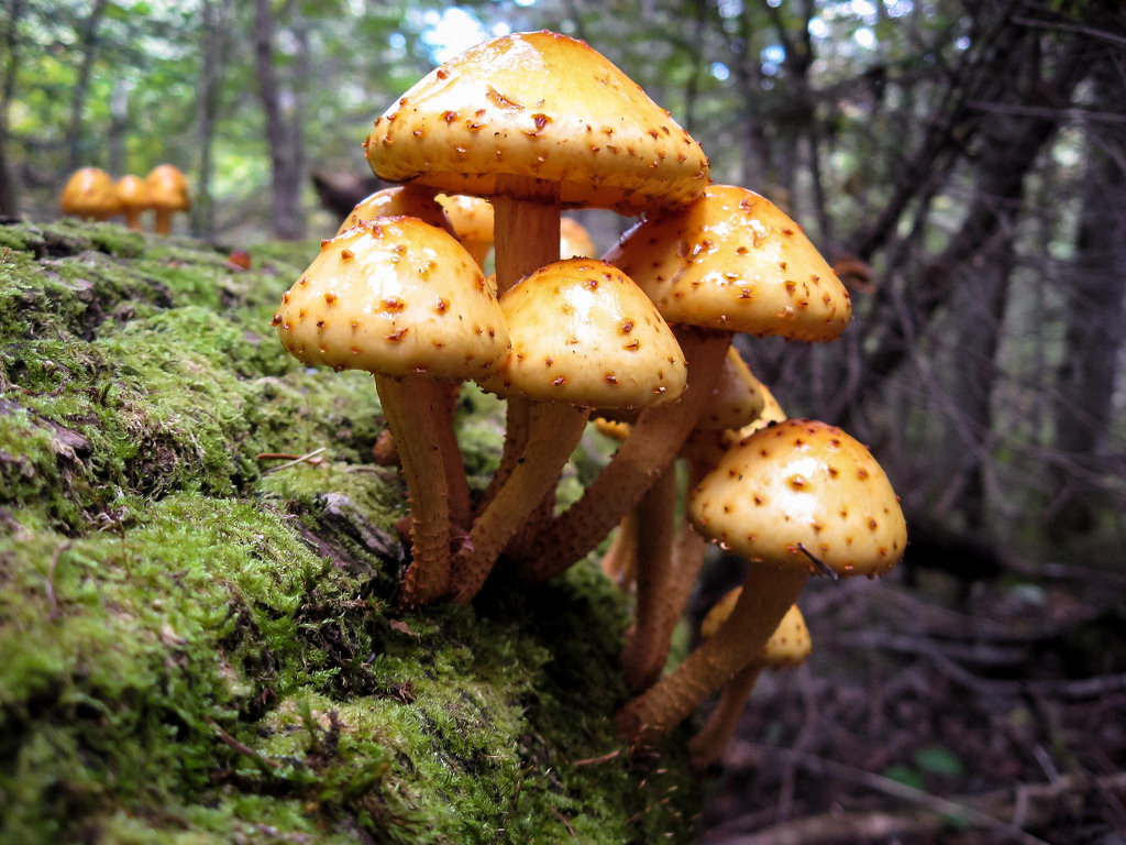 Fall Shrooms by the real Kam75, on Flickr