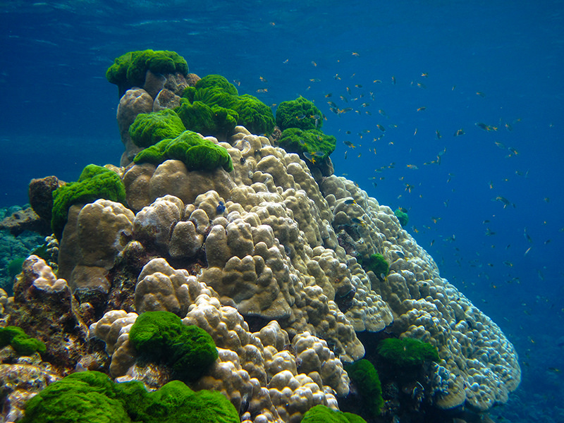 corals     IMG_0605bs by forum.linvoyage.com, on Flickr