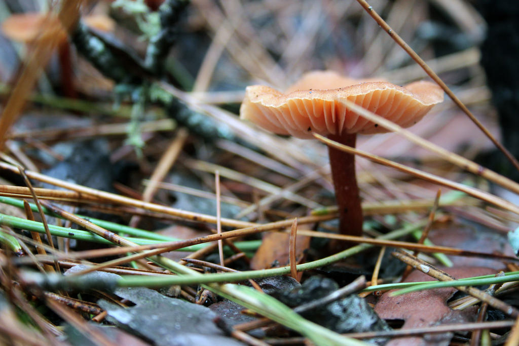 Fall Mushroom by U.S. Fish and Wildlife Service - Midwest Region, on Flickr
