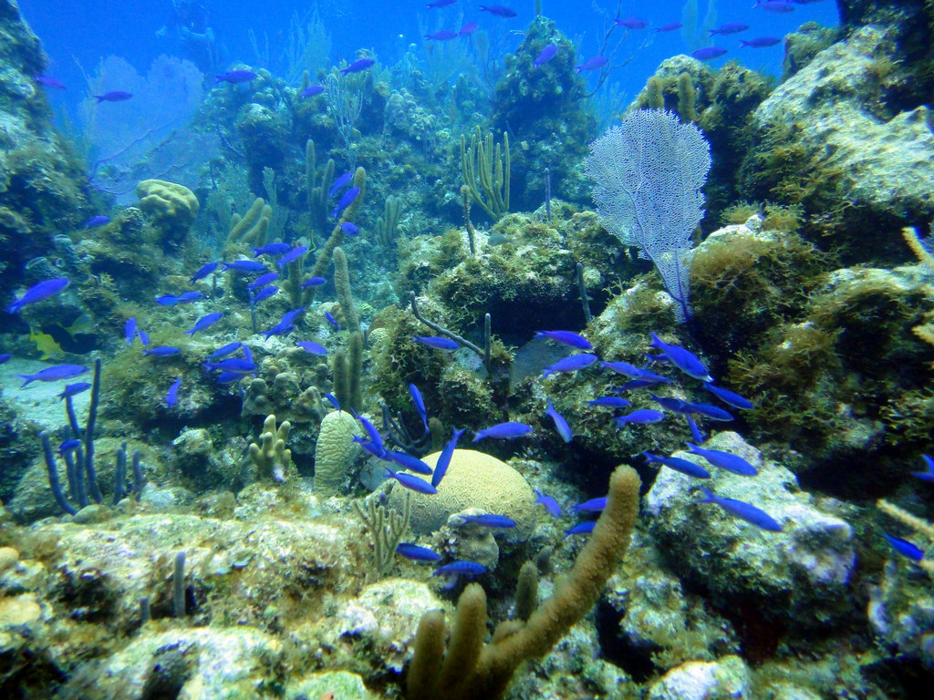 Corals and fish shoaling on Madison Aven by mattk1979, on Flickr