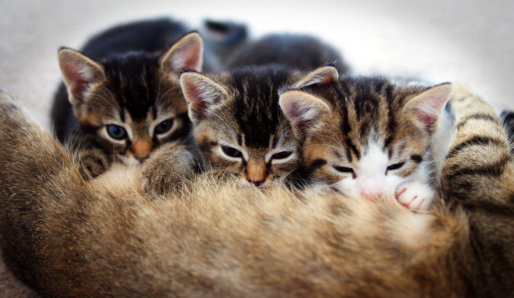 12 Groups Of Adorable Kittens Infinite World Wonders