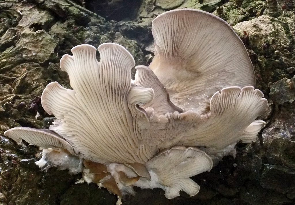Oyster Mushroom (Pleurotus ostreatus) by Martin Cooper Ipswich, on Flickr