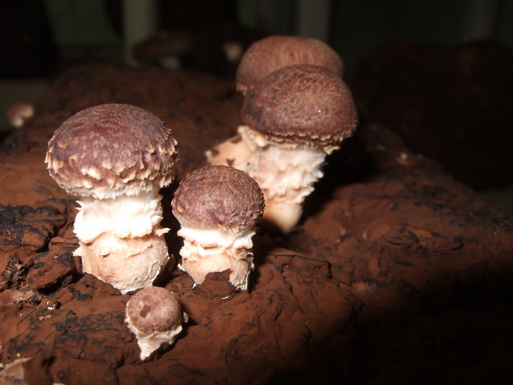 immature shiitake mushrooms by Wendell Smith, on Flickr