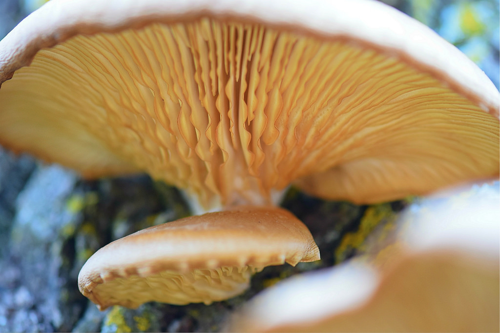 Oyster Mushroom by U.S. Fish and Wildlife Service - Midwest Region, on Flickr
