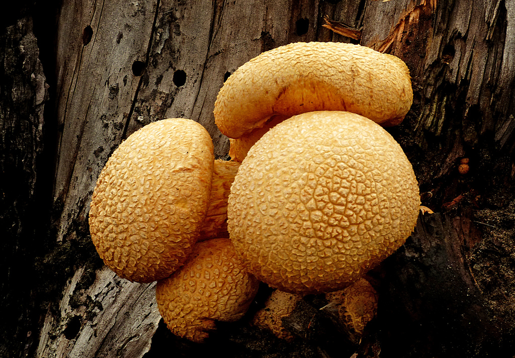 Gymnopilus junonius. Rustgill Mushroom by Bernard Spragg, on Flickr