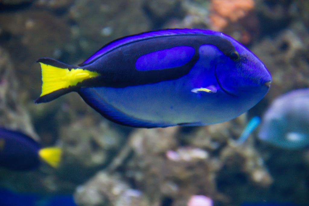 Tropical fish by Infomastern, on Flickr