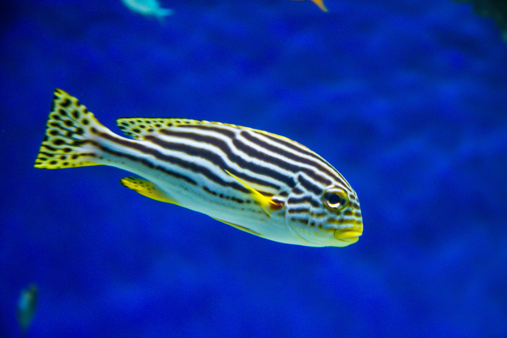 Tropical fish by Infomastern, on Flickr