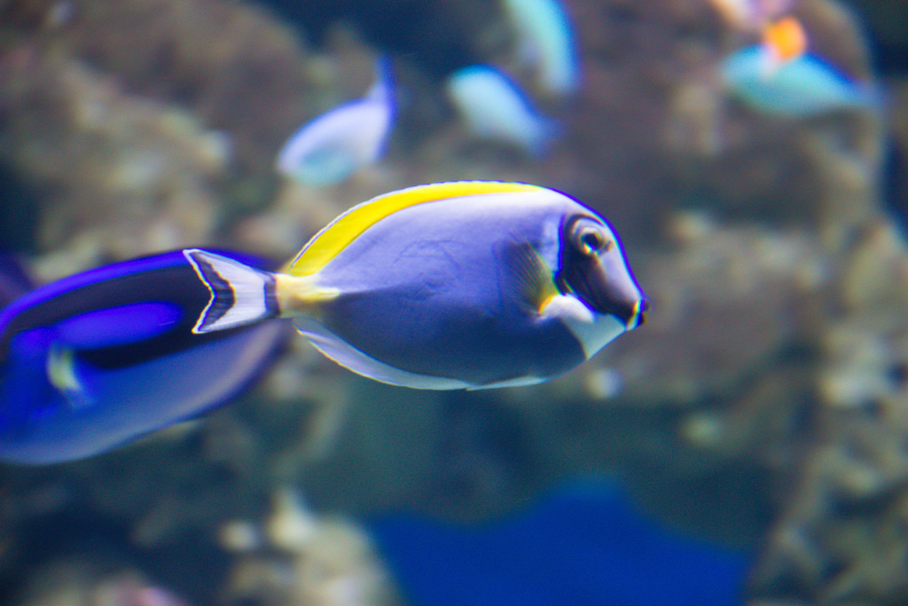 37 Pictures Of Colorful Ocean Fish Infinite World Wonders 37 Pictures Of Colorful Ocean Fish Infinite World Wonders