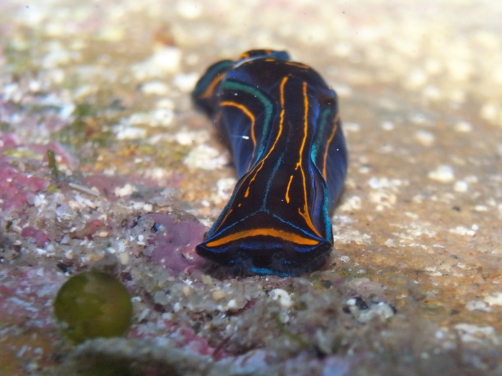 Sea slug-Chelidonura hirundinina by Sylke Rohrlach, on Flickr