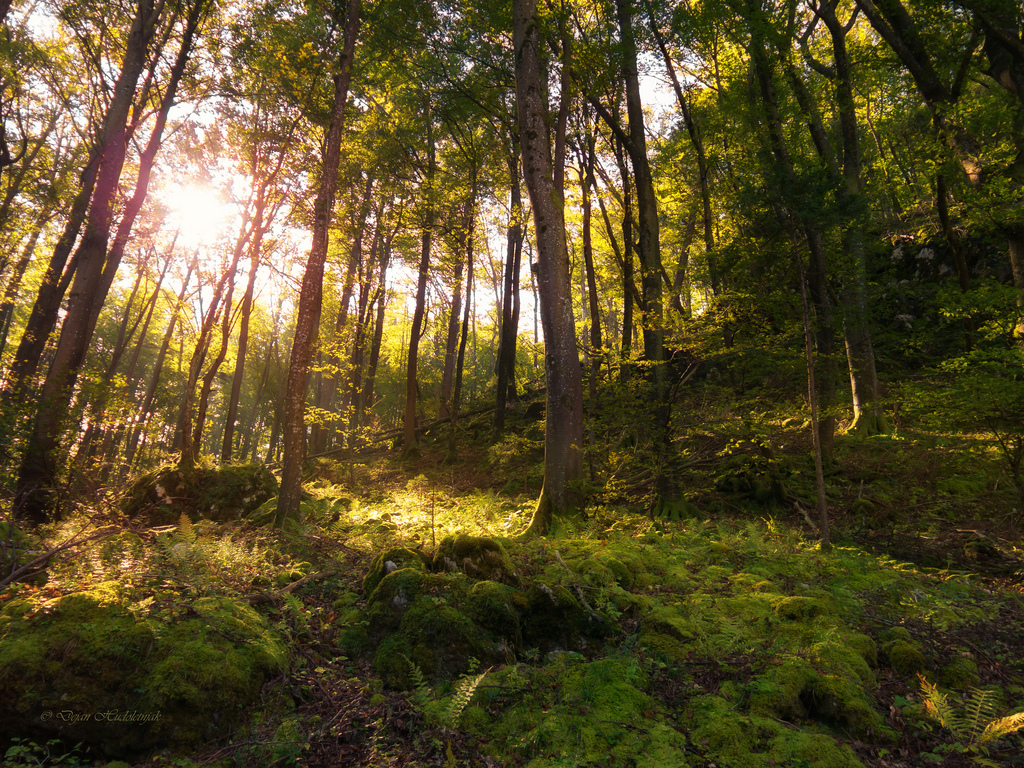 Sunlit forest by Dejan Hudoletnjak, on Flickr