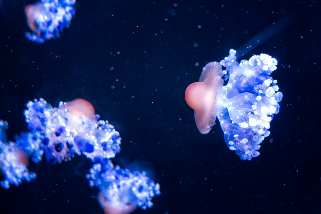 Rubber Nipple Looking Jellyfish by Eric Kilby, on Flickr