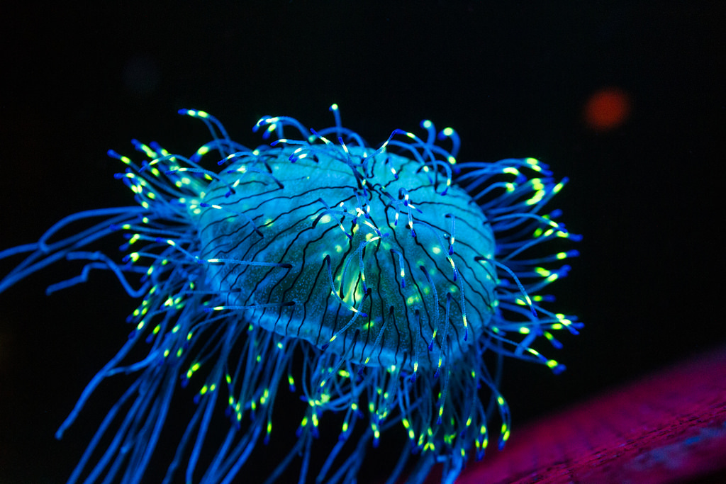 bioluminescence in jellyfish Monterrey B by chris favero, on Flickr
