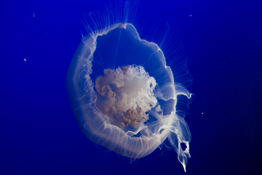 Jellyfish 2 Monterrey Bay Aquarium by chris favero, on Flickr