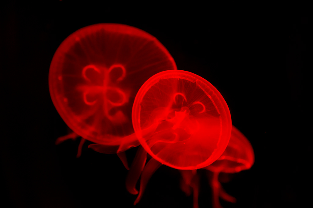 Jellyfish - red lighting by Chris Fleming, on Flickr