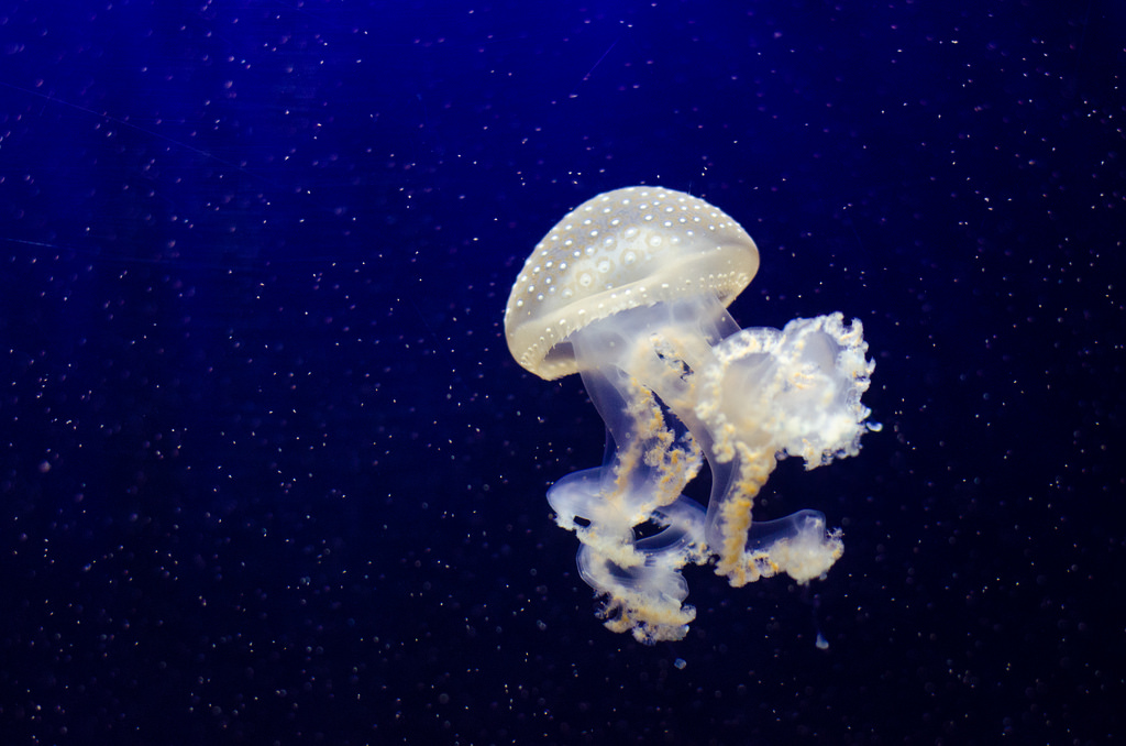 Phyllorhiza punctata (Jellyfish) by Mathias Appel, on Flickr
