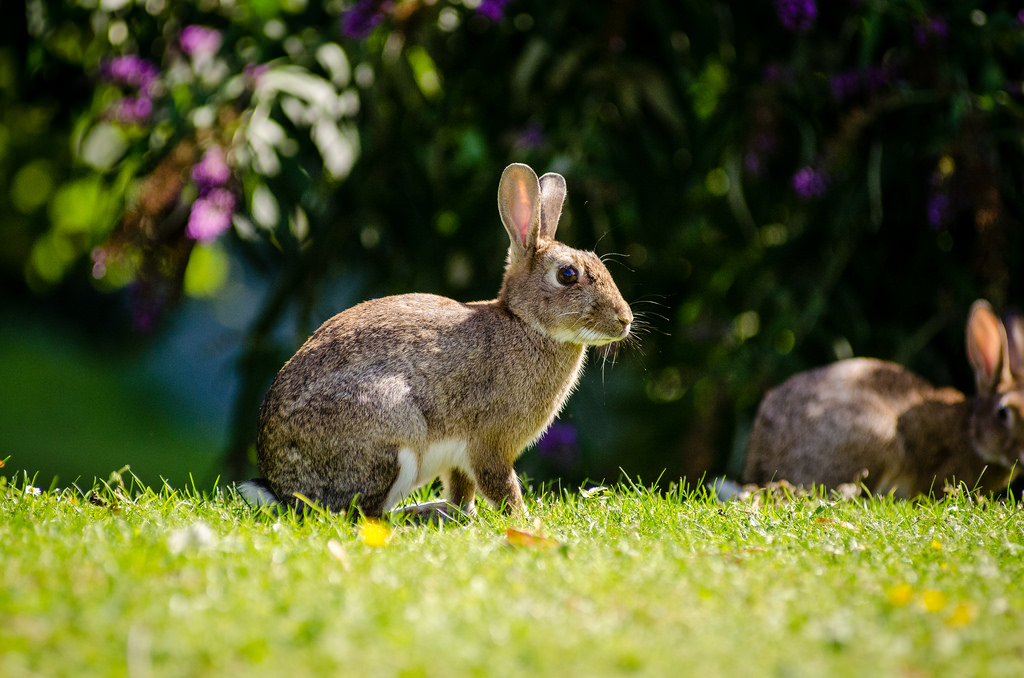 European Rabbit by Mathias Appel, on Flickr