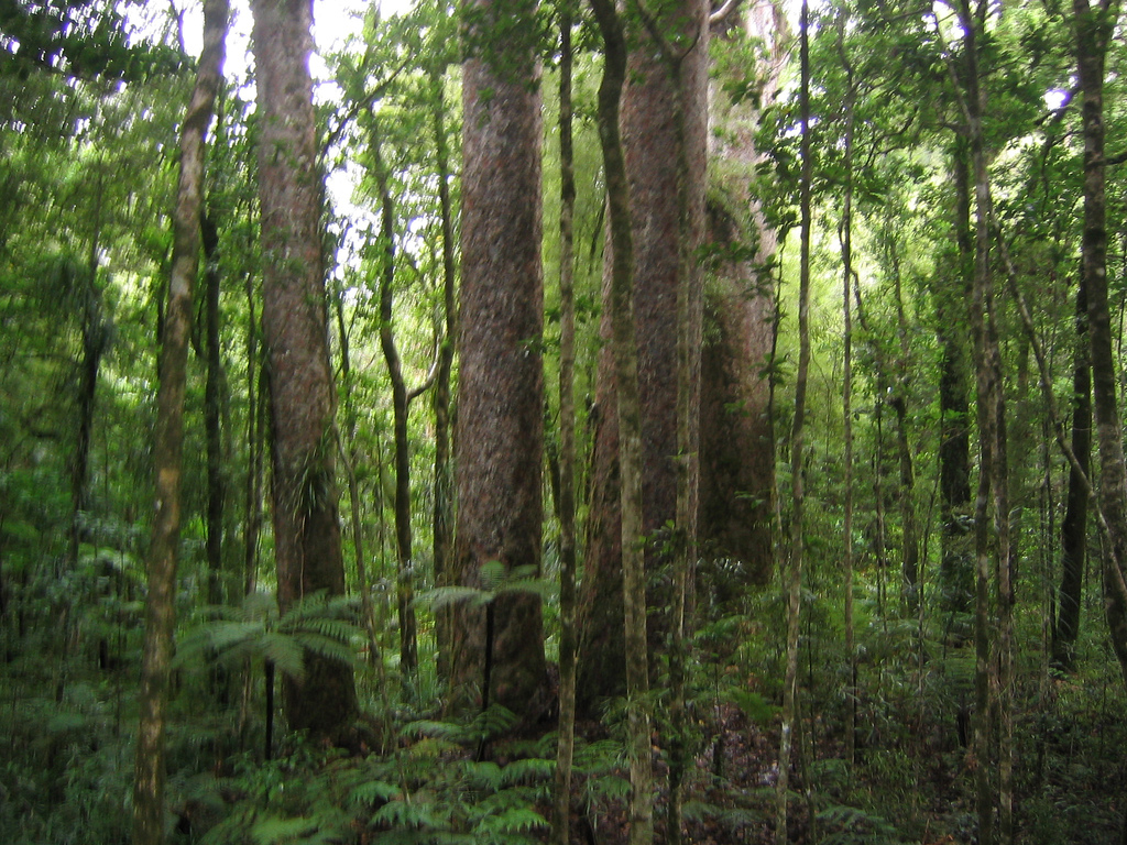 Waipoua Kauri Forest by Phillie Casablanca, on Flickr