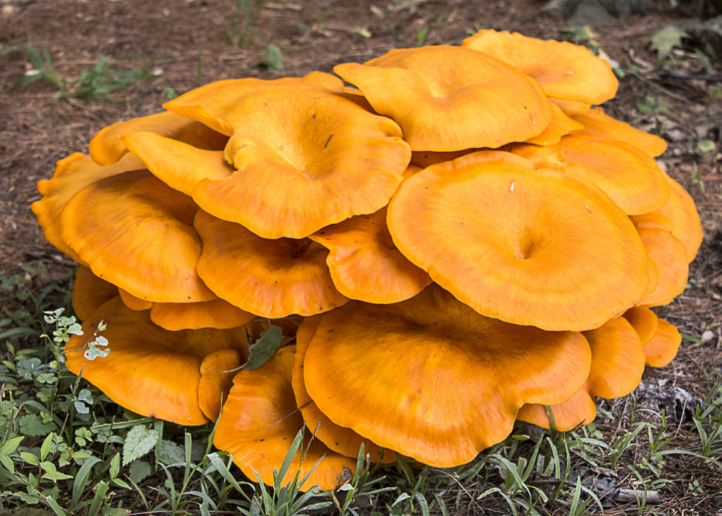 jackolantern mushrooms by Muffet, on Flickr
