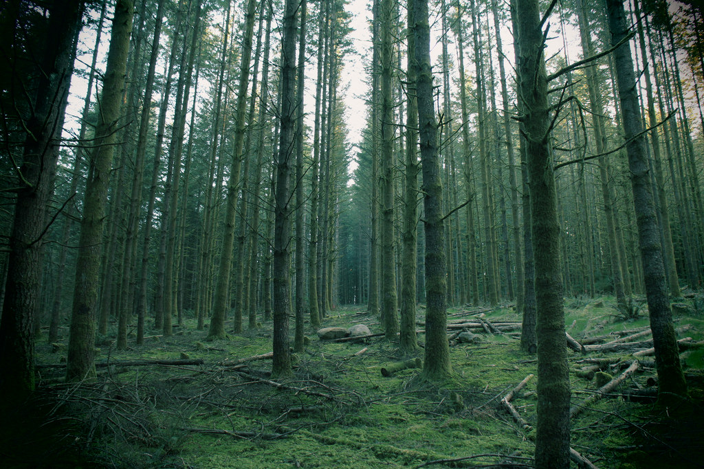 Forest Grid by jvonsacken, on Flickr