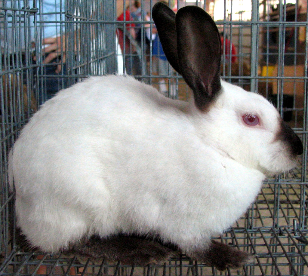Creepy Rabbit by SeeMidTN.com (aka Brent), on Flickr