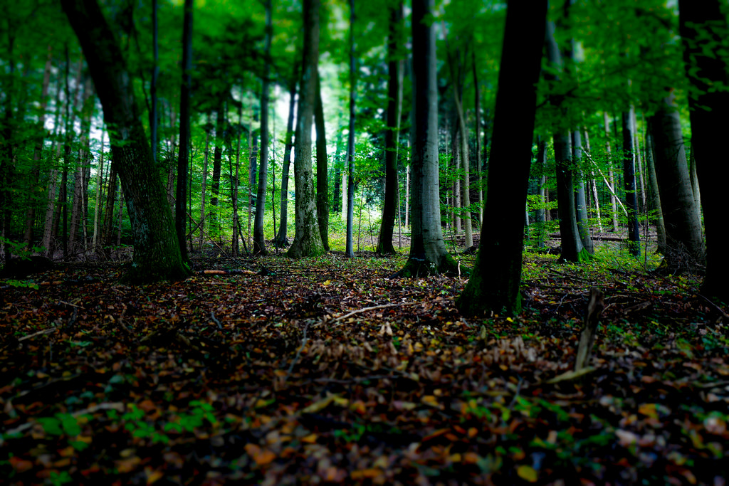 Magic Forest by mripp, on Flickr
