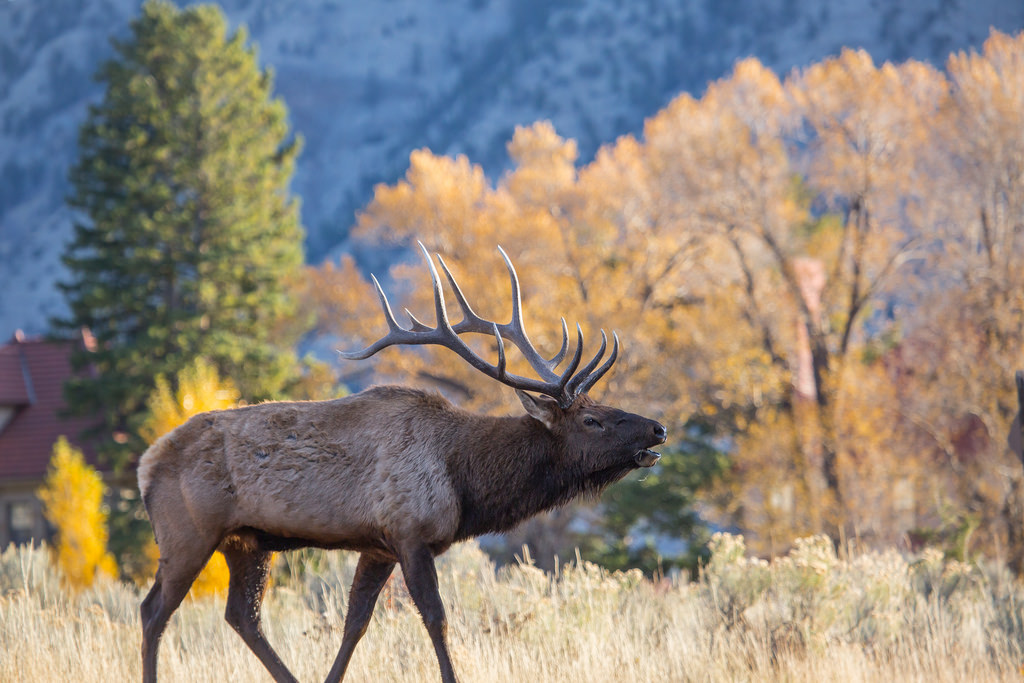 Bull elk bugling, Mammoth Hot Springs by YellowstoneNPS, on Flickr