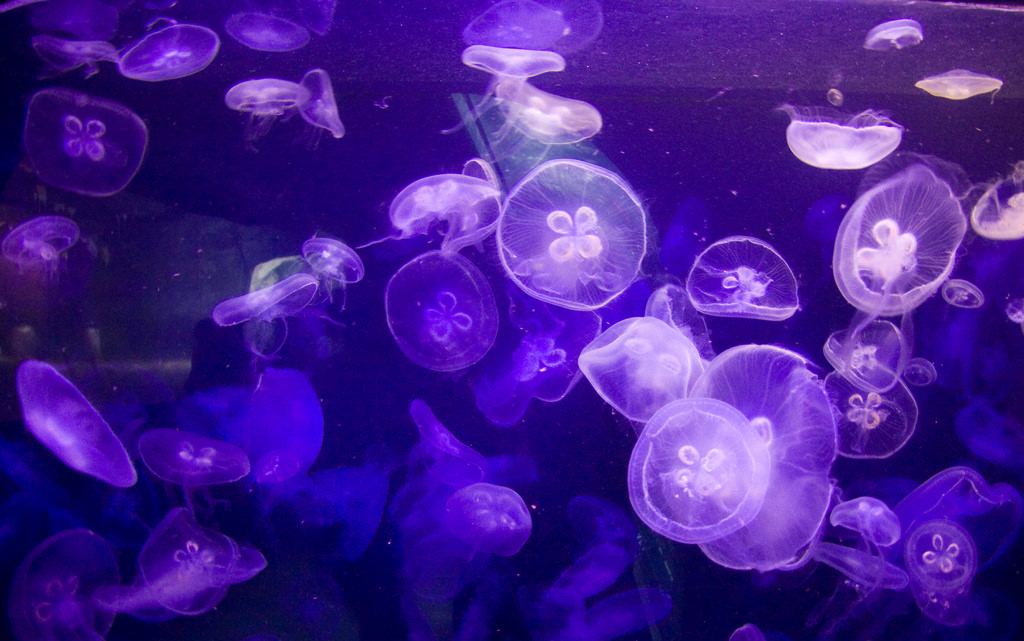 Jellyfish by Jason Pratt, on Flickr