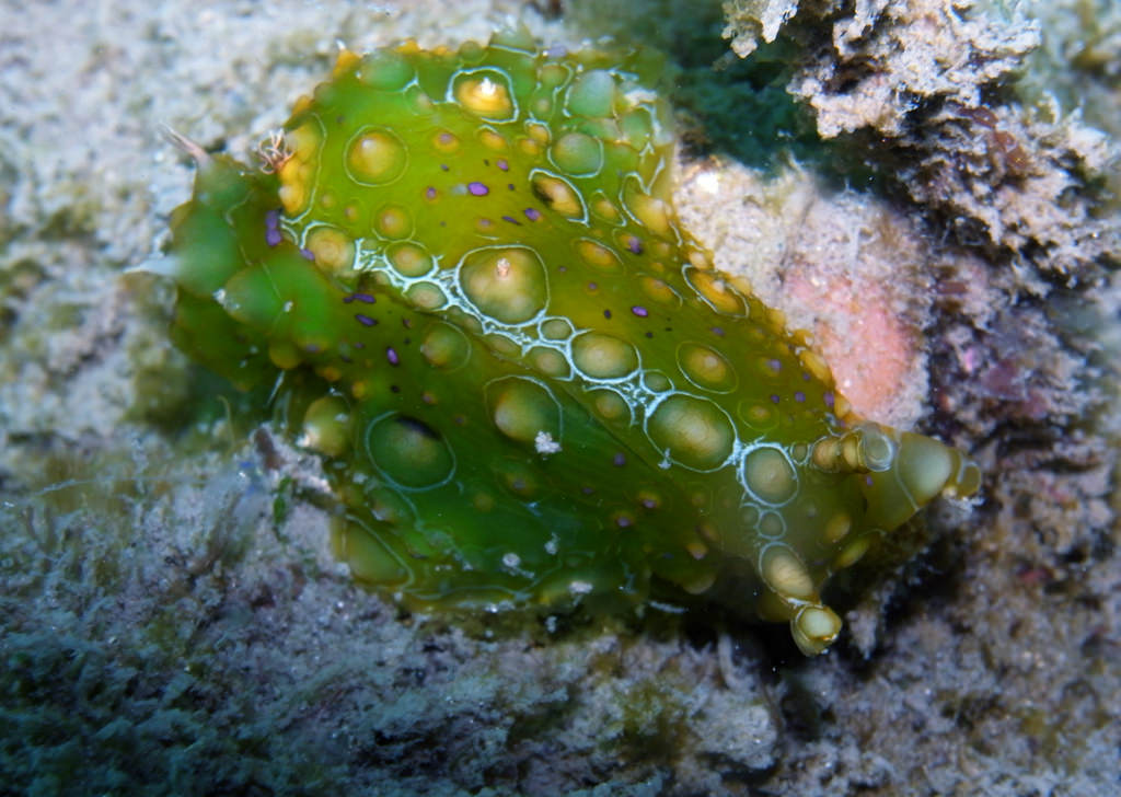 Sea slug-Petalifera ramosa by Sylke Rohrlach, on Flickr