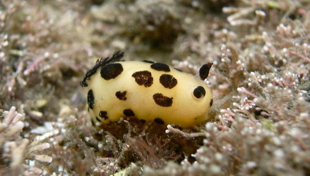 Nudibranch-Black spot Jorunna-Jorunna sp by Sylke Rohrlach, on Flickr